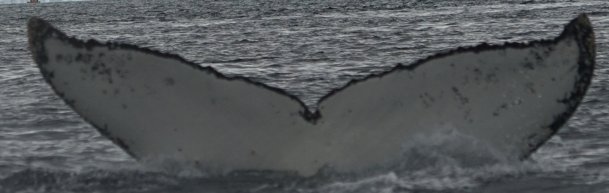 Fluke of HW-MN1304874