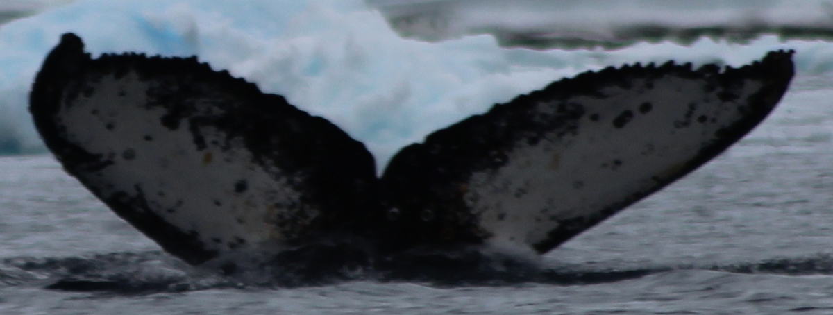 Fluke of XJTLU-AS-2 (Antarctica)