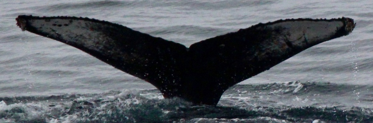 Fluke of HW-MN1304880