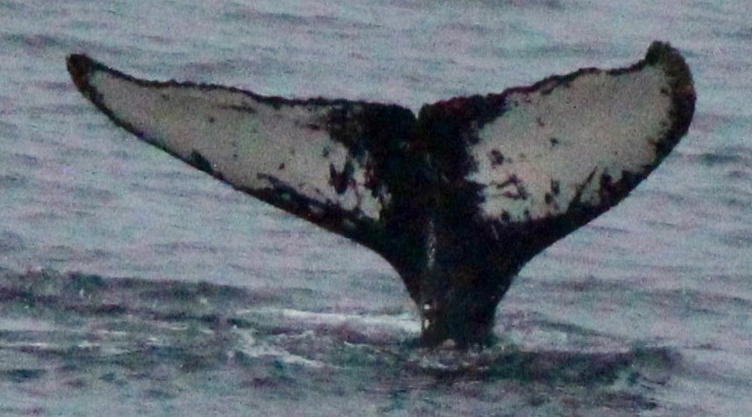 Fluke of HW-MN1304881