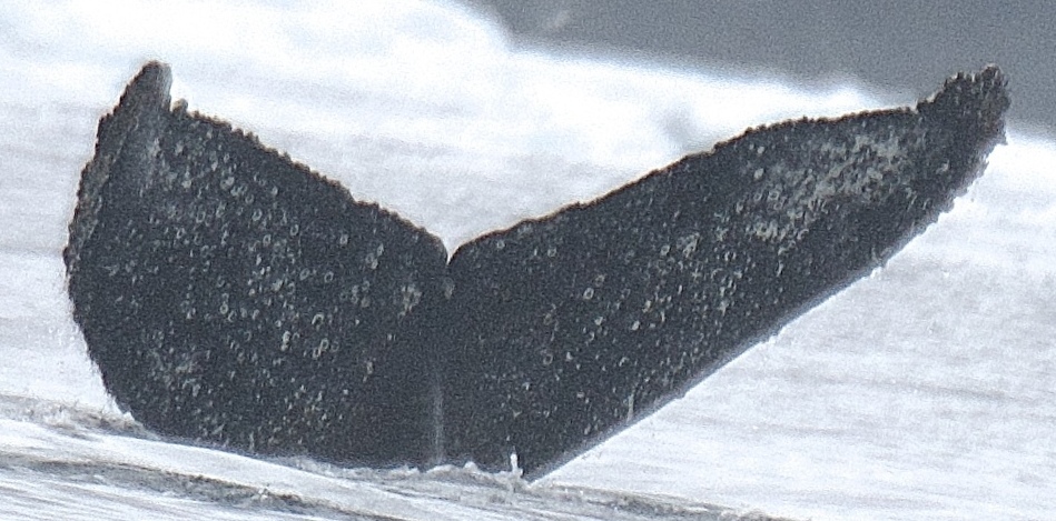 Fluke of HW-MN1304883