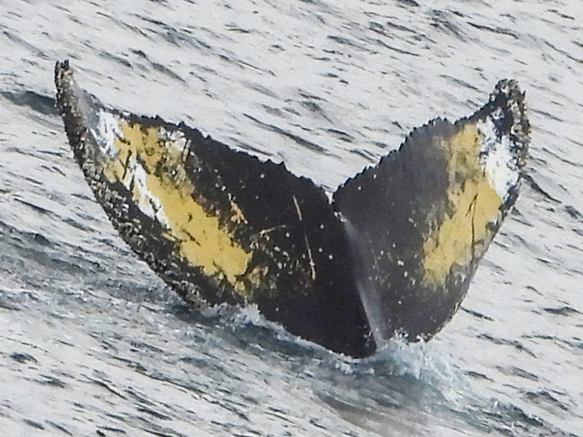 Fluke of HW-MN1304886