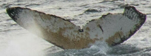 Fluke of HW-MN1304887