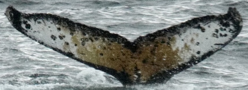 Fluke of HW-MN1304895