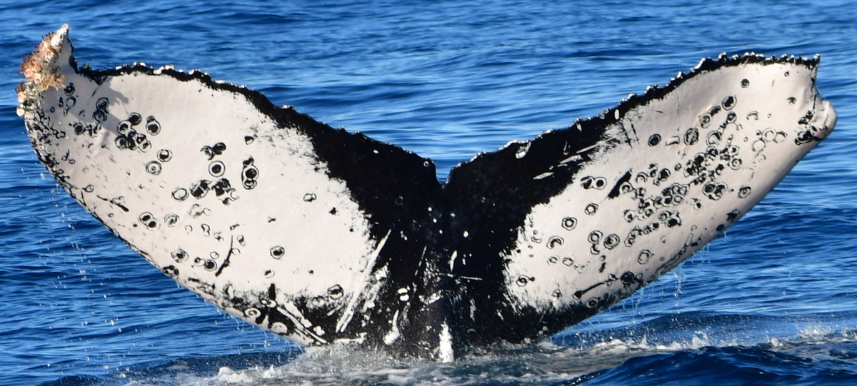 Fluke of CRC-15830