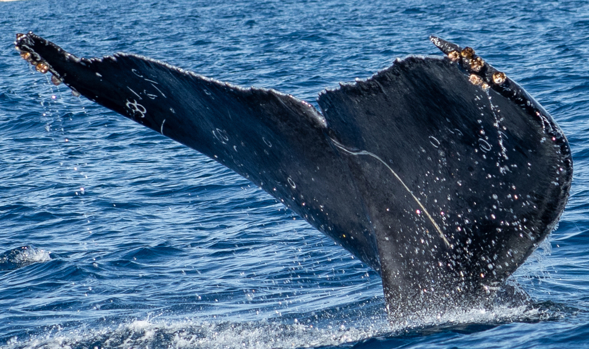 Fluke of CRC-22126