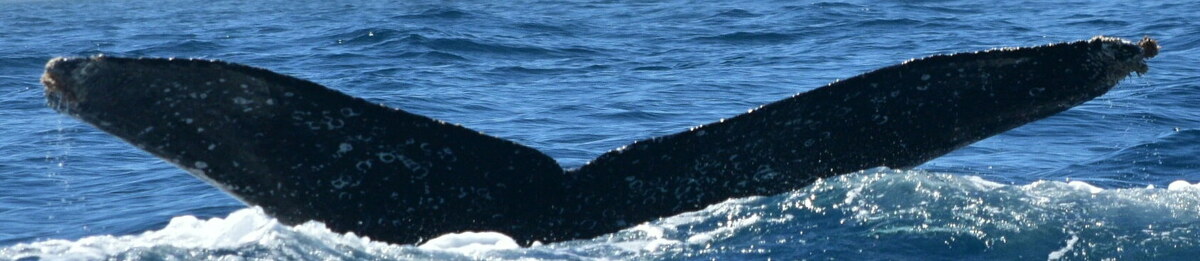 Fluke of HW-MN0523368