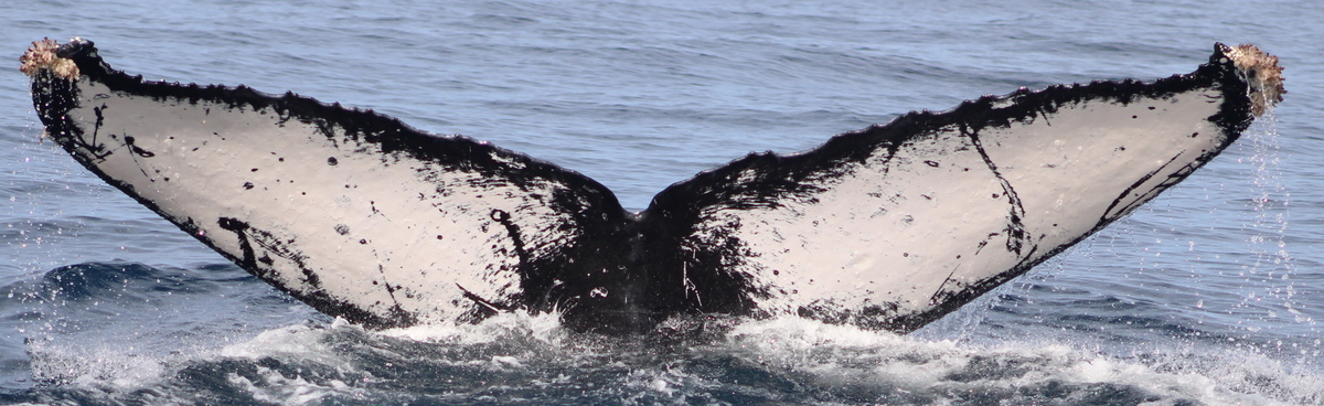 Fluke of HW-MN0523375