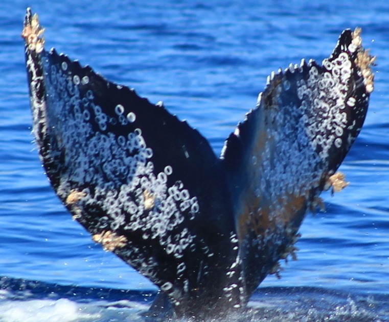 Fluke of CRC-22125