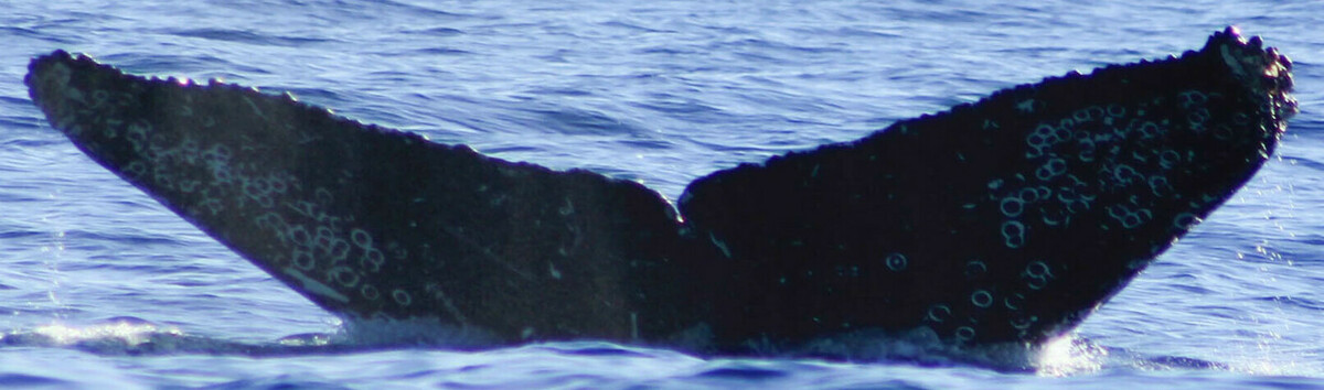 Fluke of HW-MN0523398
