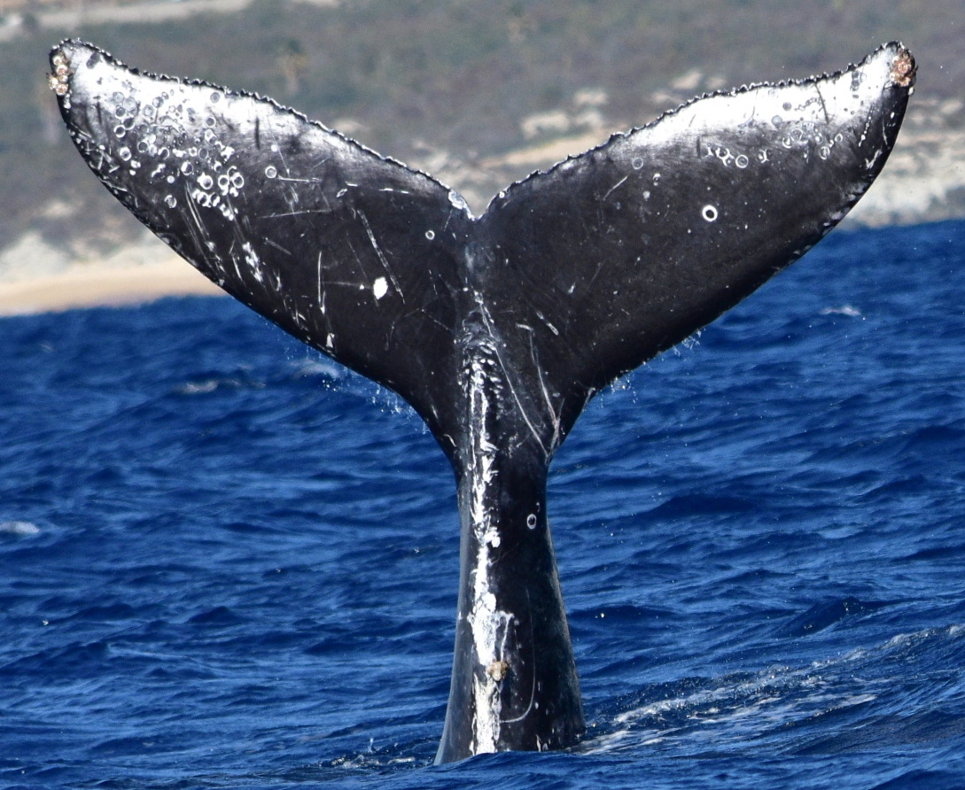 Fluke of HW-MN0523403