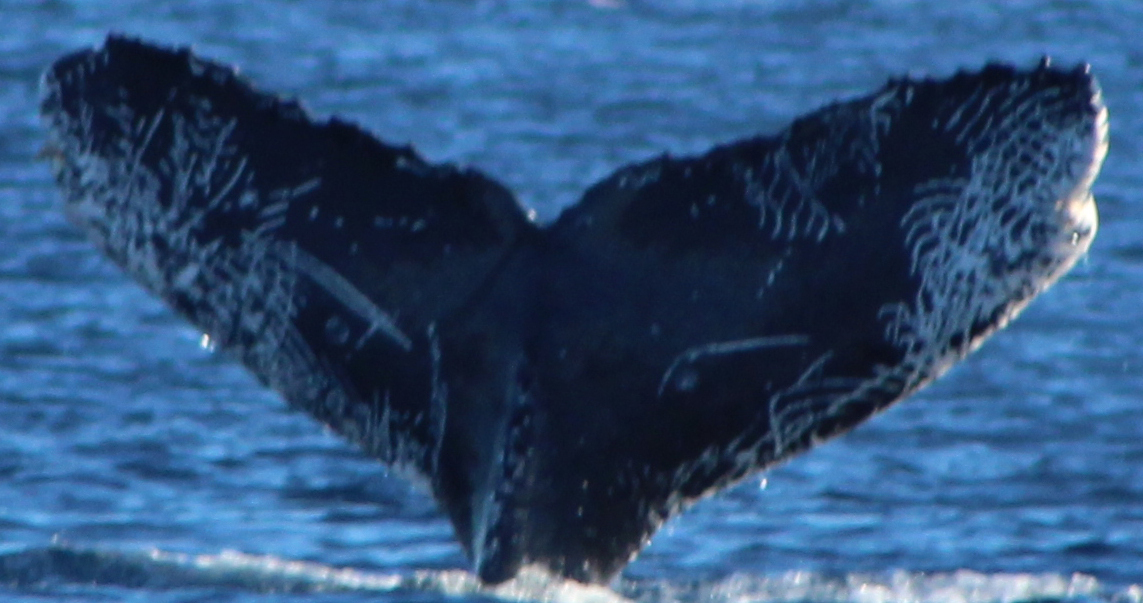 Fluke of HW-MN0523416