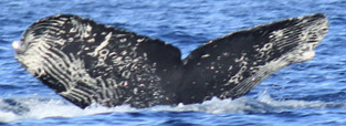 Fluke of CRC-23252