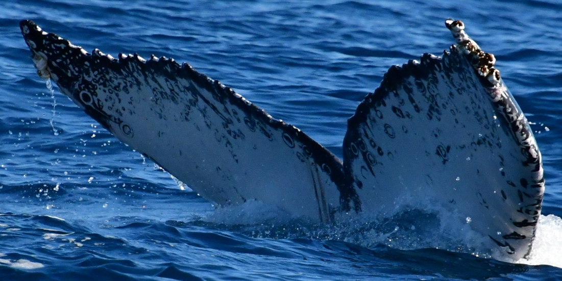 Fluke of HW-MN0523430