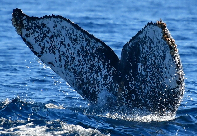 Fluke of HW-MN0523440