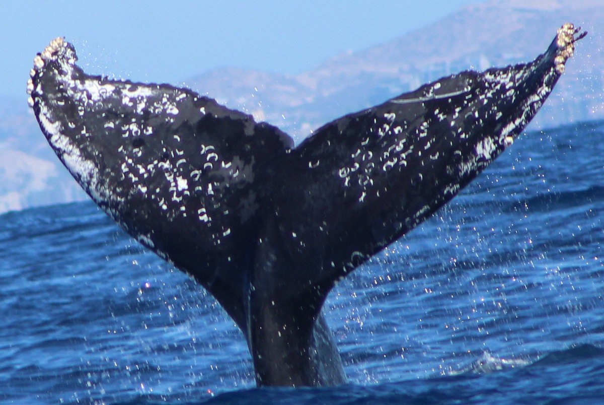 Fluke of HW-MN0523441