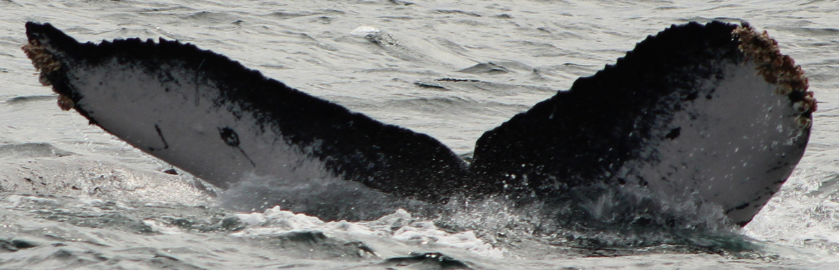 Fluke of HW-MN0523449