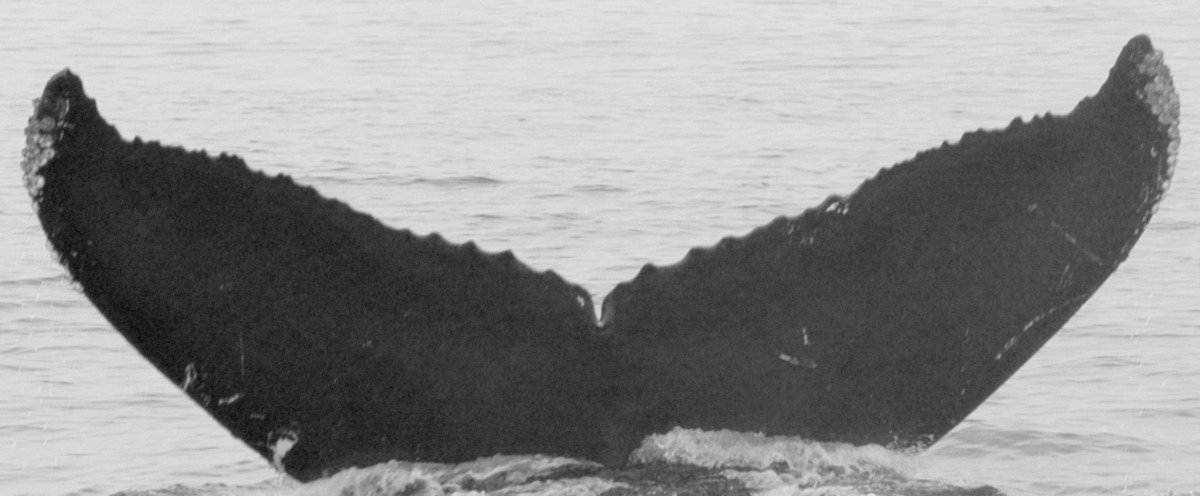 Fluke of CRC-10694