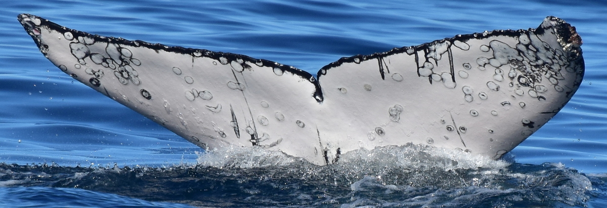 Fluke of Morton (2023 calf of Piper)