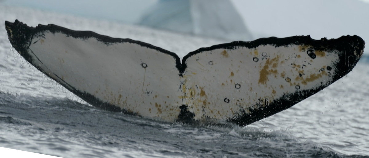 Fluke of BTBEL-Mn22_019F_CEN