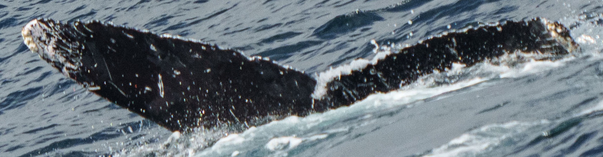 Fluke of HW-MN0523461