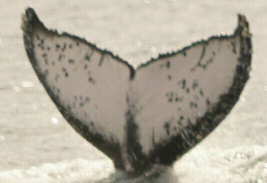 Fluke of HW-MN0523466