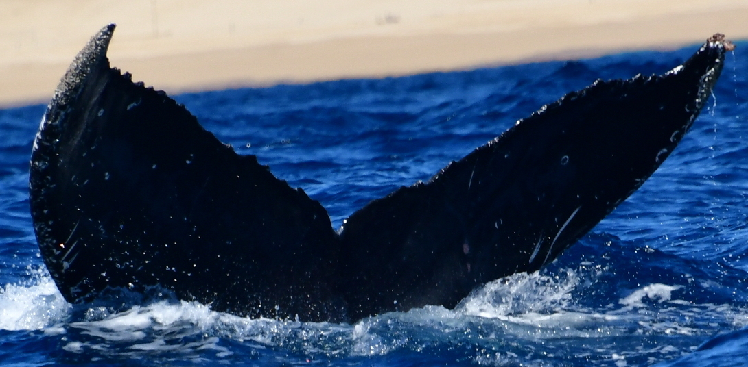 Fluke of CRC-21067