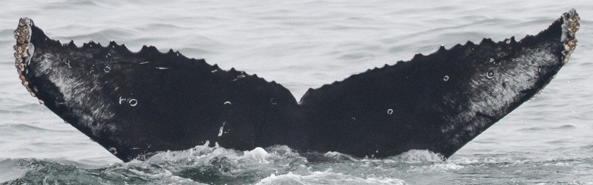 Fluke of CRC-21618