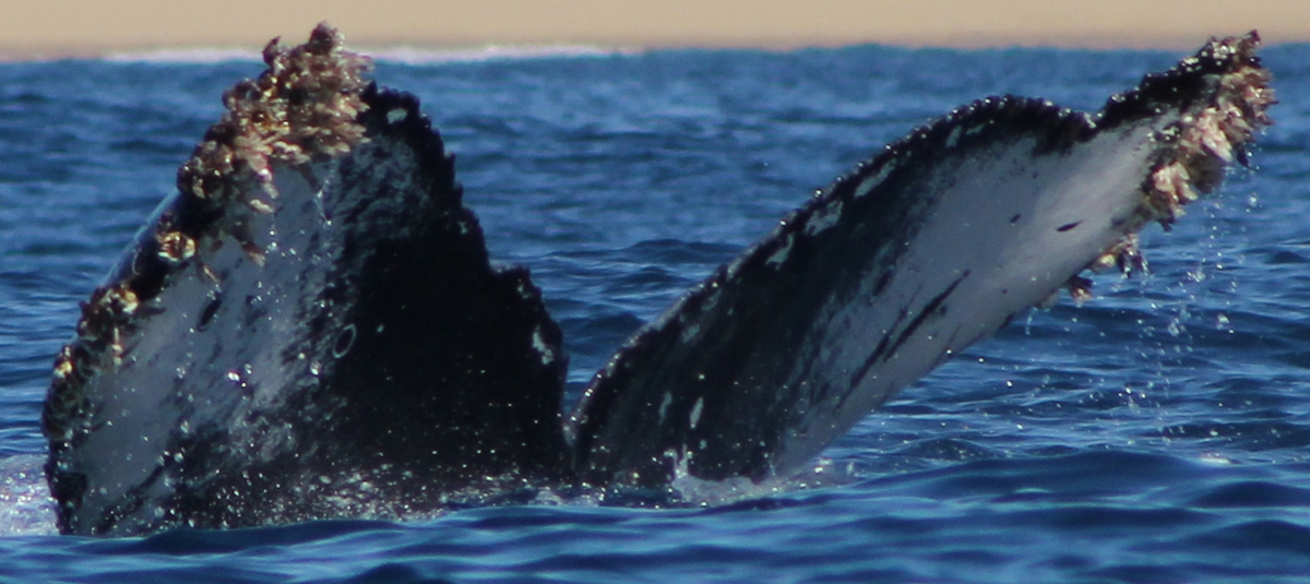 Fluke of CRC-20897