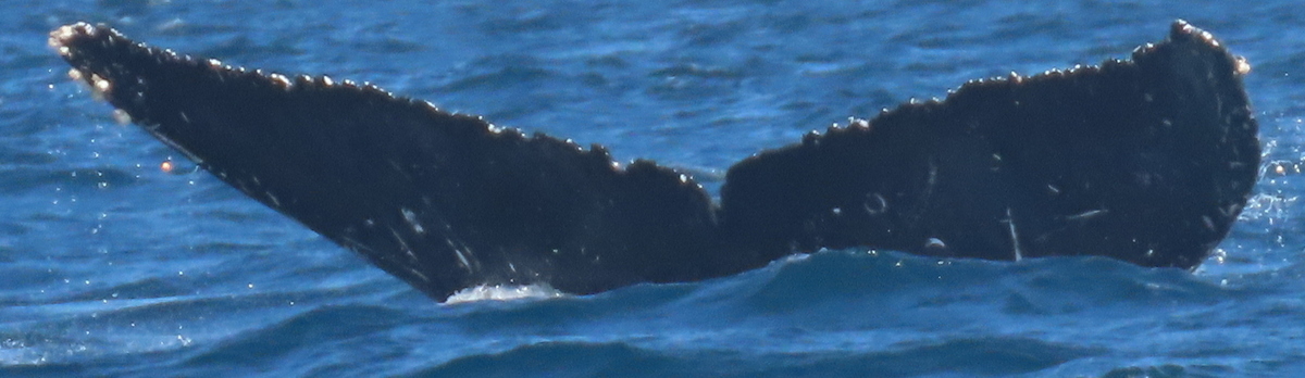 Fluke of HW-MN0523499