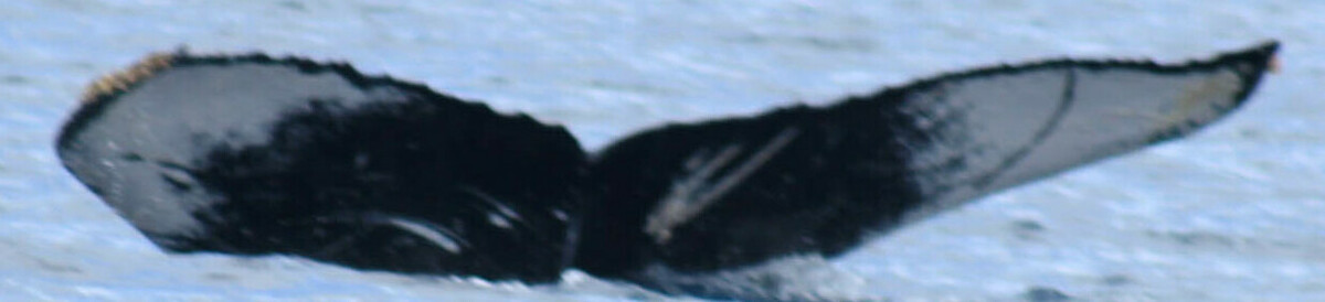 Fluke of HW-MN0523503