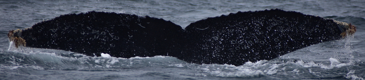Fluke of CRC-22016