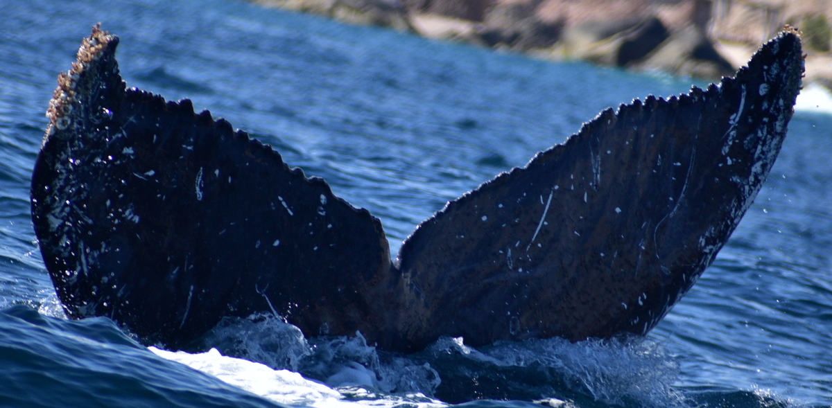 Fluke of HW-MN0523511