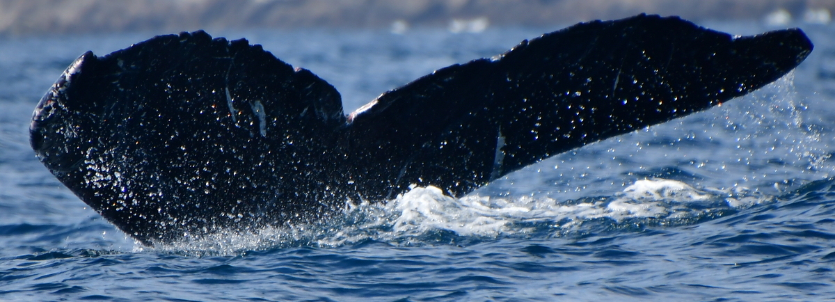 Fluke of HW-MN0523519
