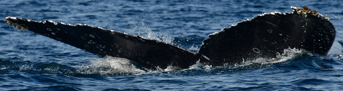 Fluke of HW-MN0523523