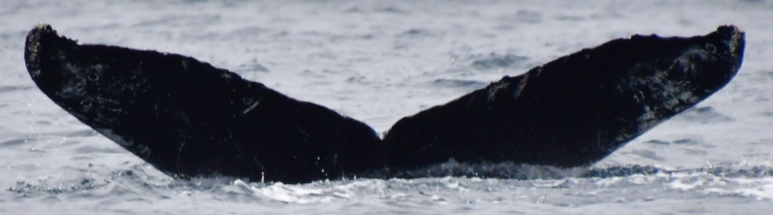 Fluke of CRC-22120