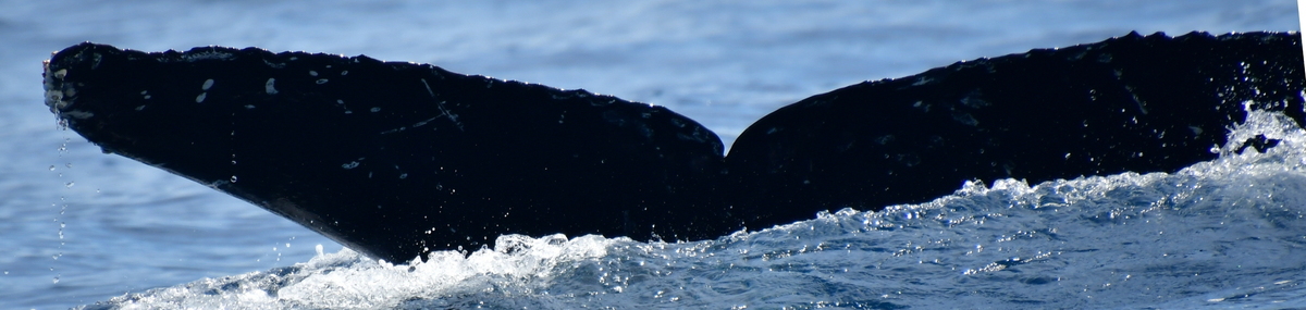 Fluke of CRC-21225