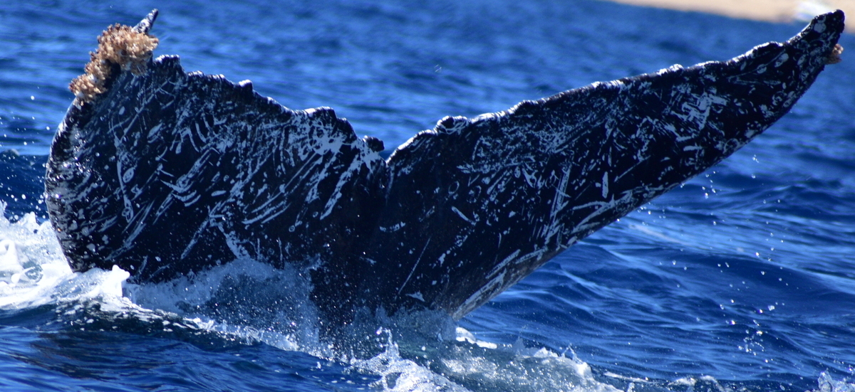 Fluke of HW-MN0523544