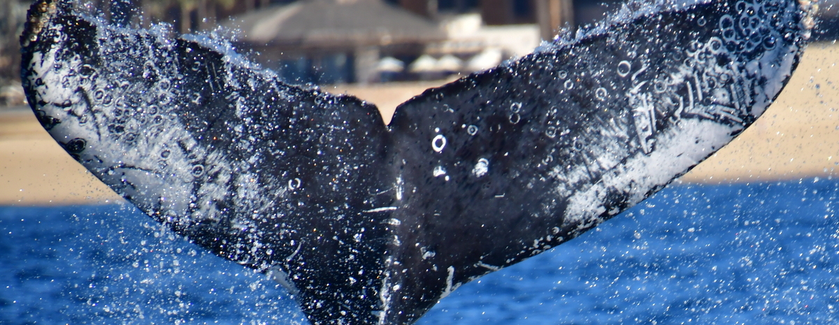Fluke of HW-MN0523548