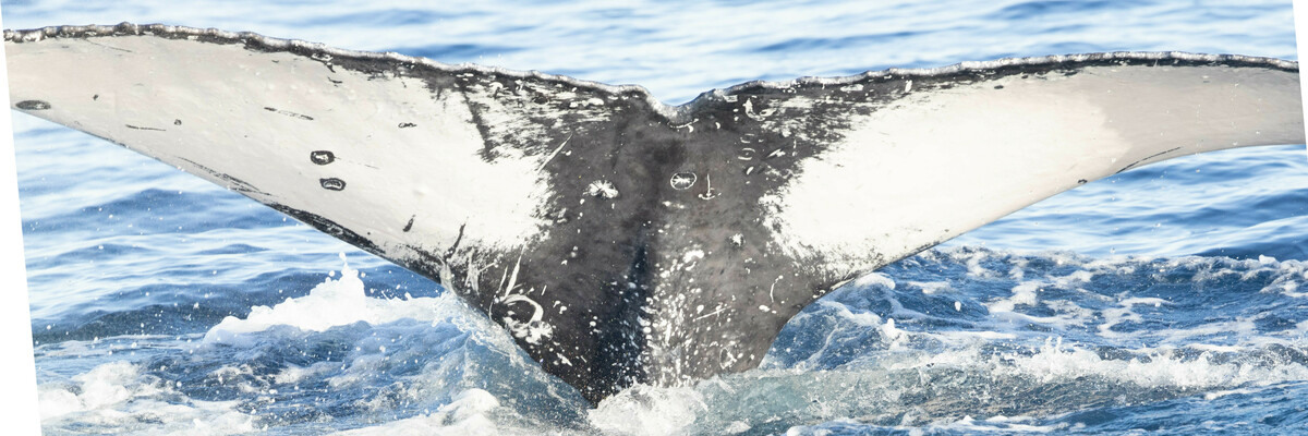 Fluke of HW-MN0523552