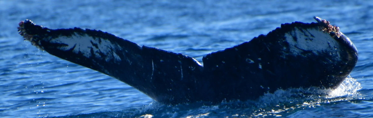 Fluke of HW-MN0523556