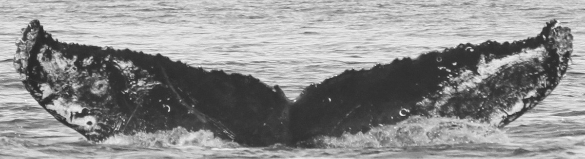 Fluke of CRC-15823