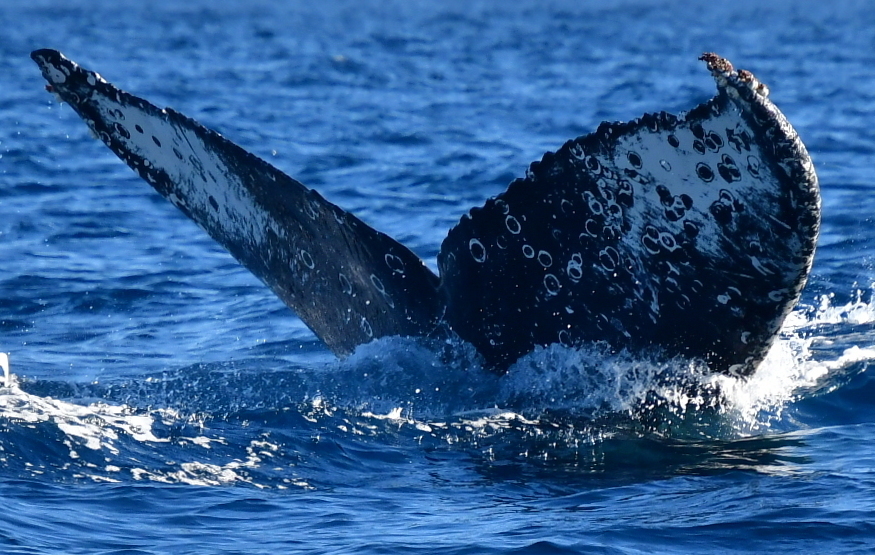 Fluke of HW-MN0523566