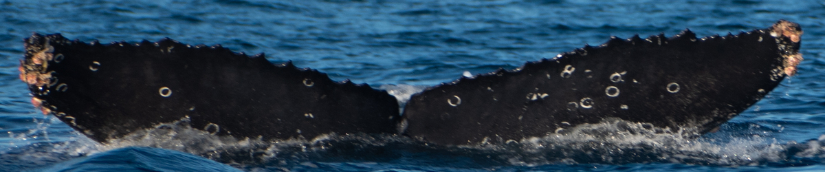 Fluke of CRC-21621