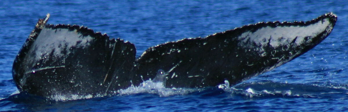 Fluke of HW-MN0523591