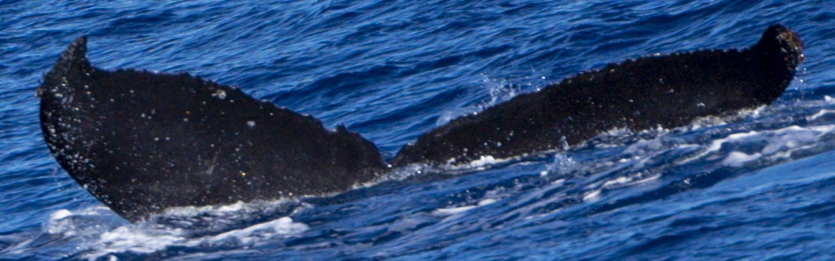 Fluke of HW-MN0444283