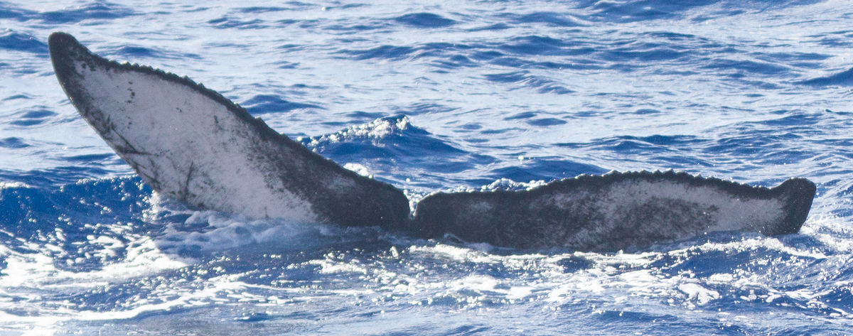 Fluke of HW-MN0444284