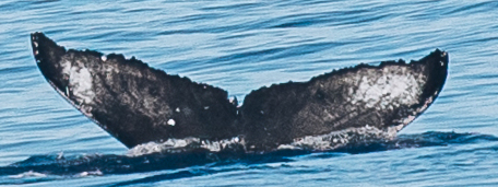 Fluke of HW-MN0444289