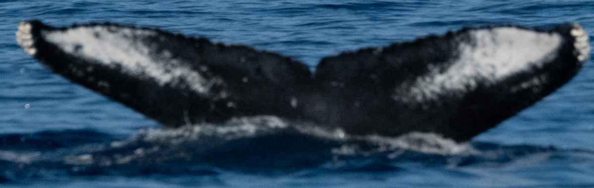 Fluke of HW-MN0444300