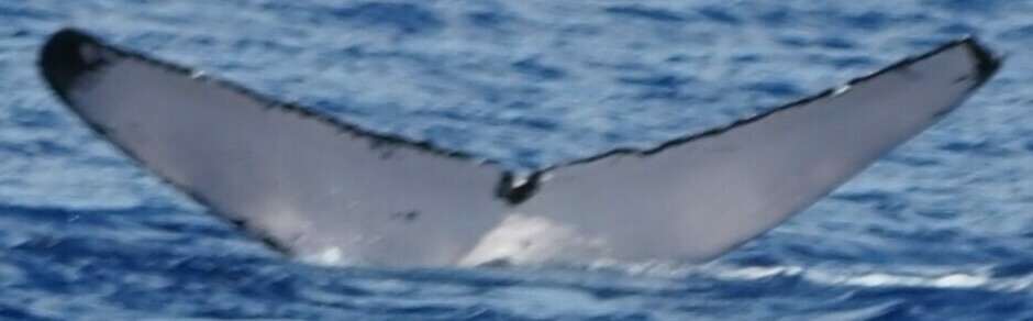 Fluke of HW-MN0444304